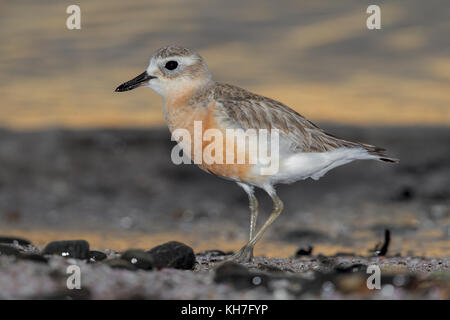 Neuseeland dotterel Stockfoto