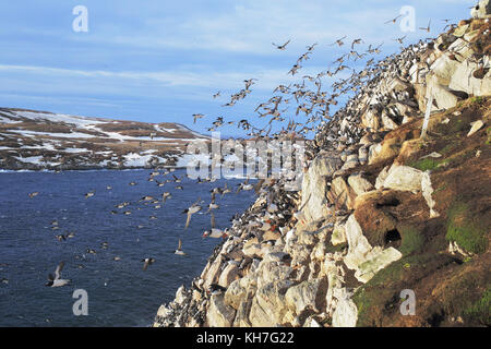 Die tolle Flucht, in der arktischen Klippe Stockfoto