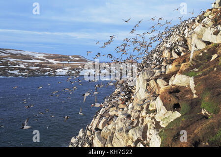 The Great Escape, in arktischen Cliff Stockfoto