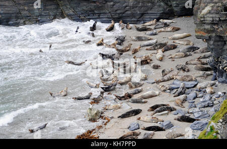 ST Ives Cornwall UK 15. November 2017 - graue Robben genießen das Wetter am Strand in Mutton Cove in der Nähe von St Ives in Cornwall heute Foto von Simon Dack Credit: Simon Dack/Alamy Live News Stockfoto