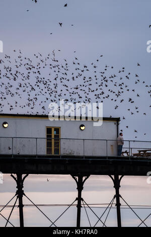 Aberystwyth Wales UK, Mittwoch, 15. November 2017 Wetter in Großbritannien: Bei Sonnenuntergang an einem milden Novemberabend in Aberystwyth stürzen Tausende von Starlingen in fantastischen „Murrationen“ am Himmel über der Stadt, bevor sie sich auf den Beinen des viktorianischen Seebangs niederlassen. Die Vögel drängen sich dann für Wärme und Sicherheit auf den Trägern und Balken unter den Böden des Piers Foto © Keith Morris / Alamy Live News Stockfoto