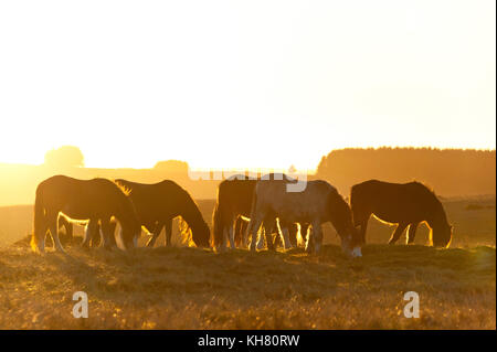 Builth Wells, Powys, Wales, UK. 16 Nov, 2017. UK Wetter. Welsh Ponys sind bei Sonnenuntergang auf dem Mynydd Epynt Moor in der Nähe von Builth Wells, Powys, Wales, UK gesehen. Credit: Graham M. Lawrence/Alamy leben Nachrichten Stockfoto