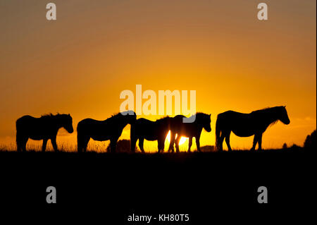 Builth Wells, Powys, Wales, UK. 16 Nov, 2017. UK Wetter. Welsh Ponys sind bei Sonnenuntergang auf dem Mynydd Epynt Moor in der Nähe von Builth Wells, Powys, Wales, UK gesehen. Credit: Graham M. Lawrence/Alamy leben Nachrichten Stockfoto