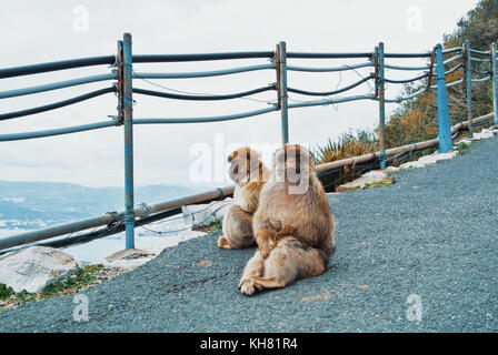 Zwei barbery Affen makaken Affen auf dem Boden Asphalt Road am oberen Felsen Naturpark sitzt auf der Spitze des Felsens von Gibraltar gegen einen Zaun Stockfoto