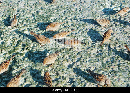 Nahaufnahme der Spatzen Essen Krümel von Brot auf Steine mit trockenen grünen Algen, der am Ufer des Meeres bedeckt, Fütterung Vögel an den Strand der Stadt in der Abendsonne Stockfoto