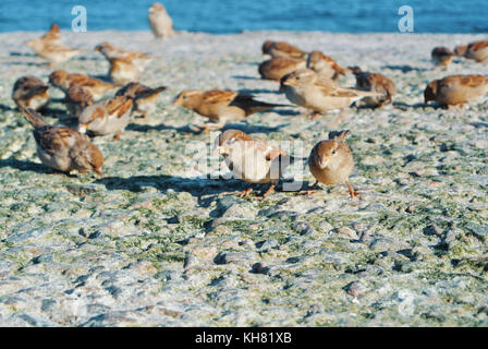 Nahaufnahme der Spatzen Essen Krümel von Brot auf Steine mit trockenen grünen Algen, der am Ufer des Meeres bedeckt, Fütterung Vögel an den Strand der Stadt in der Abendsonne Stockfoto
