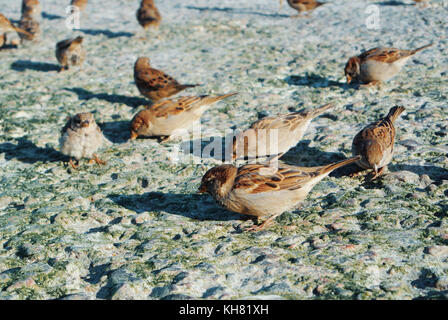 Nahaufnahme der Spatzen Essen Krümel von Brot auf Steine mit trockenen grünen Algen, der am Ufer des Meeres bedeckt, Fütterung Vögel an den Strand der Stadt in der Abendsonne Stockfoto