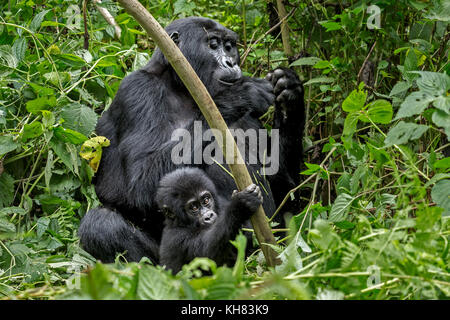 Mutter & Kind (Essen) Berggorilla (Gorilla beringei beringei) ist 1 von 2 Unterarten von Eastern Gorilla. Bwindi Impenetrable Forest Uganda Afrika Stockfoto