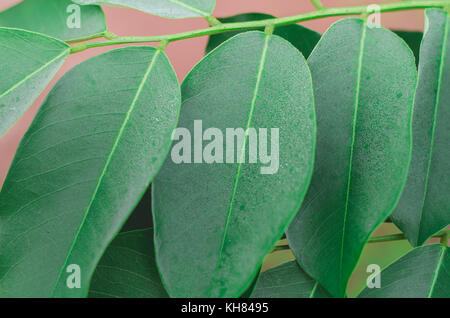 Pterocarpus macrocarpus green leaf Nahaufnahme Stockfoto
