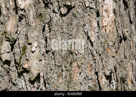 Europäische Lärche, Lärche, Rinde, Borke, Stamm, Baumstamm, Larix decidua, Europäische Lärche, Lärche, Rinde, Stamm, Stamm, Le Mélèze d'Europe, Mélèze Stockfoto