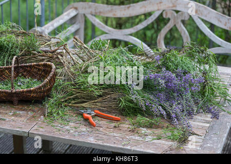 Echter Lavendel, Schmalblättriger Lavendel, Ernte, Kräuterernte, Lavandula angustifolia, Lavandula officinalis, Lavandula Vera, Lavendel, gewöhnlicher lavendel Stockfoto