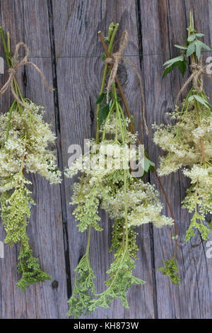 Echtes Mädesüß, Mädesüss, Mädesüß, Filipendula ulmaria, Wiese Bonbon ...