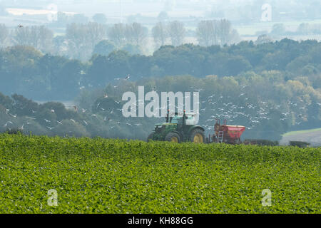Von Möwen gefolgt, green Tractor Pulling Drillmaschine, arbeiten in ackerbaubetrieb Feld mit Blick auf die malerische Landschaft - in der Nähe von Burnby, York, England, UK. Stockfoto
