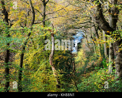 Blick über die STrid im River Wharfe von Strid Holz in Bolton Abbey North Yorkshire England Stockfoto