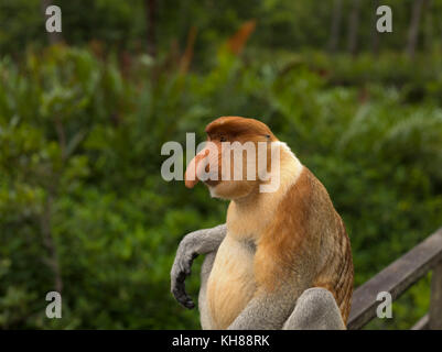 Malaysia, nosy Affe, Nasalis larvatus, Portrait, Natur, Naturpark, Asien, freundliche Affe, große Nase, Stockfoto