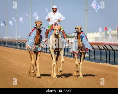 Dubai, Vereinigte Arabische Emirate - 25. März 2016: Üben für Kamelrennen in Dubai camel Racing Club, Al marmoom, VAE Stockfoto