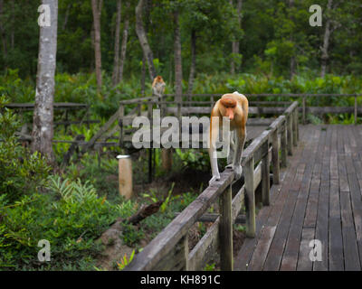 Malaysia, nosy Affe, Nasalis larvatus, Portrait, Natur, Naturpark, Asien, freundliche Affe, große Nase, Stockfoto