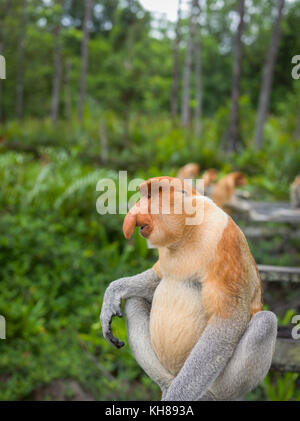 Malaysia, nosy Affe, Nasalis larvatus, Portrait, Natur, Naturpark, Asien, freundliche Affe, große Nase, Stockfoto