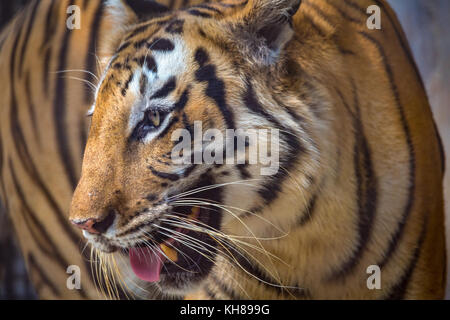 Royal Bengal Tiger in Nahaufnahme. Die Bengal Tiger ist einer der am meisten bedrohten Tierarten der Welt. Stockfoto