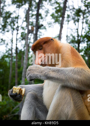 Malaysia, nosy Affe, Nasalis larvatus, Portrait, Natur, Naturpark, Asien, freundliche Affe, große Nase, Stockfoto