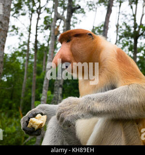 Malaysia, nosy Affe, Nasalis larvatus, Portrait, Natur, Naturpark, Asien, freundliche Affe, große Nase, Stockfoto