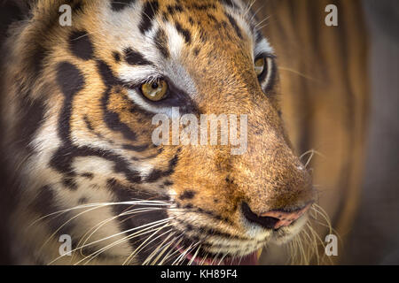 Royal Bengal Tiger in Nahaufnahme. Die Bengal Tiger ist einer der am meisten bedrohten Tierarten der Welt. Stockfoto