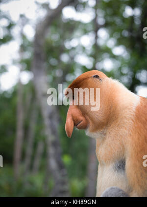 Malaysia, nosy Affe, Nasalis larvatus, Portrait, Natur, Naturpark, Asien, freundliche Affe, große Nase, Stockfoto