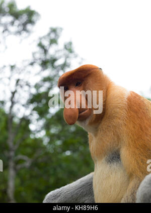 Malaysia, nosy Affe, Nasalis larvatus, Portrait, Natur, Naturpark, Asien, freundliche Affe, große Nase, Stockfoto