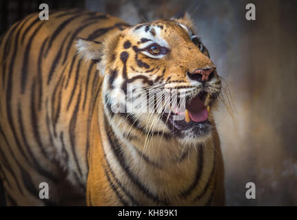 Royal Bengal Tiger in Nahaufnahme. Die Bengal Tiger ist einer der am meisten bedrohten Tierarten der Welt. Stockfoto