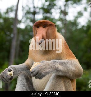 Malaysia, nosy Affe, Nasalis larvatus, Portrait, Natur, Naturpark, Asien, freundliche Affe, große Nase, Stockfoto