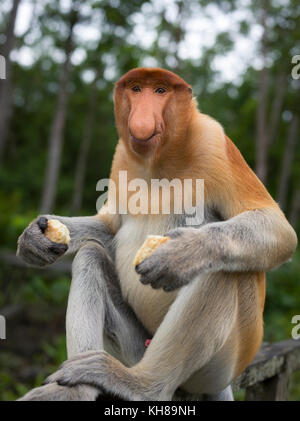 Malaysia, nosy Affe, Nasalis larvatus, Portrait, Natur, Naturpark, Asien, freundliche Affe, große Nase, Stockfoto