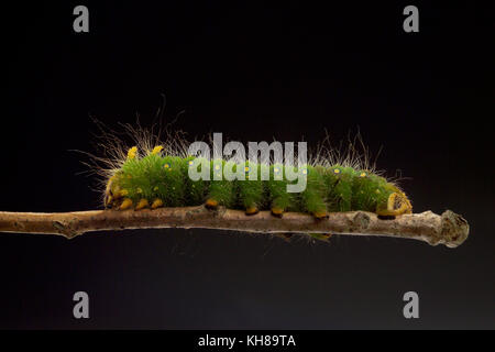 IMPERIAL MOTTE CATERPILLAR (EACLES IMPERIALIS) Stockfoto
