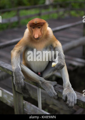 Malaysia, nosy Affe, Nasalis larvatus, Portrait, Natur, Naturpark, Asien, freundliche Affe, große Nase, Stockfoto