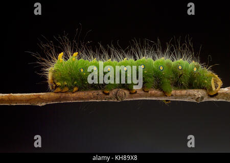 IMPERIAL MOTTE CATERPILLAR (EACLES IMPERIALIS) Stockfoto