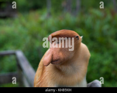 Malaysia, nosy Affe, Nasalis larvatus, Portrait, Natur, Naturpark, Asien, freundliche Affe, große Nase, Stockfoto