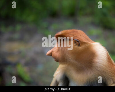 Malaysia, nosy Affe, Nasalis larvatus, Portrait, Natur, Naturpark, Asien, freundliche Affe, große Nase, Stockfoto