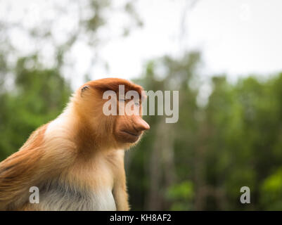 Malaysia, nosy Affe, Nasalis larvatus, Portrait, Natur, Naturpark, Asien, freundliche Affe, große Nase, Stockfoto