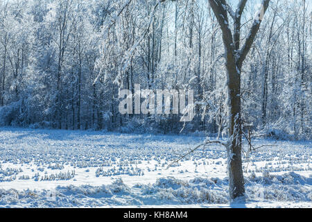 Nach einem Eisregen, Goderich, Ontario, Kanada Stockfoto