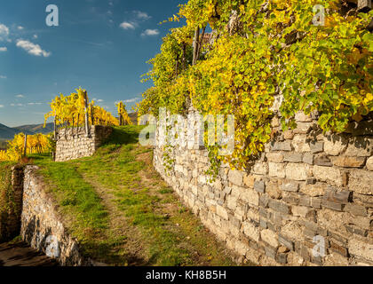 Alte Weinberge und Stonewall in der Nähe von weissenkirchen (Wachau, Österreich) im Herbst Stockfoto