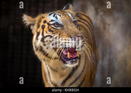 Royal Bengal Tiger in Nahaufnahme. Die Bengal Tiger ist einer der am meisten bedrohten Tierarten der Welt. Stockfoto