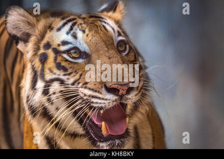 Royal Bengal Tiger in Nahaufnahme. Die Bengal Tiger ist einer der am meisten bedrohten Tierarten der Welt. Stockfoto