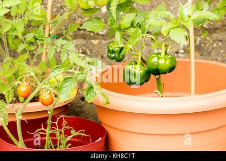 Nahaufnahme von Cherry Tomaten & Paprika Pflanzen in Töpfen in einen Englischen Garten im Sommer, Großbritannien Stockfoto