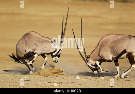 Oryx (Oryx gazella), kämpfen Frauen, Kalahari Wüste, Kgalagadi Transfrontier Park, Südafrika Stockfoto