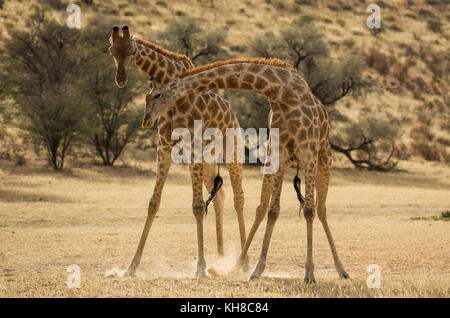 Südliche Giraffe (giraffa giraffa giraffa), kämpfen Männchen im Trockenen auob Riverbed, Kalahari Wüste Stockfoto