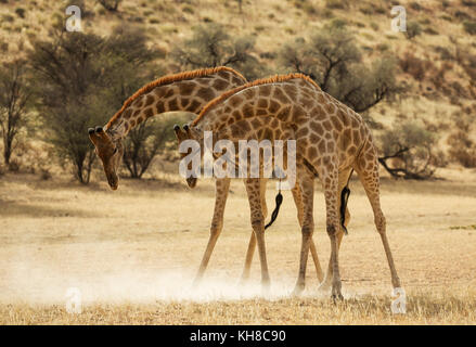 Südliche Giraffe (giraffa giraffa giraffa), kämpfen Männchen im Trockenen auob Riverbed, Kalahari Wüste Stockfoto