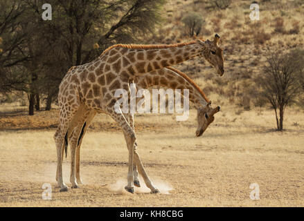 Südliche Giraffe (giraffa giraffa giraffa), kämpfen Männchen im Trockenen auob Riverbed, Kalahari Wüste Stockfoto