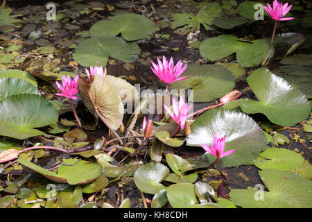 Dambulla Sr Lanka Golden Tempel Lotusblüten Stockfoto