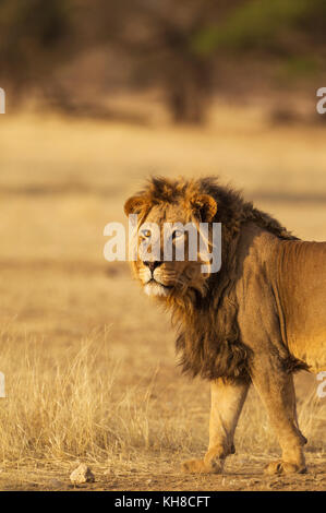 Schwarz-mähnenlöwen (Panthera leo vernayi), männlich, Kalahari Wüste, Kgalagadi Transfrontier Park, Südafrika Stockfoto