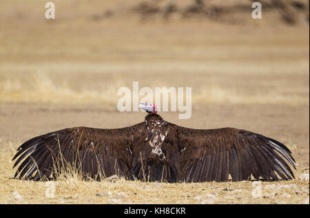 Lappet - gegenübergestellt (torgos tracheliotus) Geier, Basking mit offenen Flügeln, Kalahari Wüste, Kgalagadi Transfrontier Park, Südafrika Stockfoto