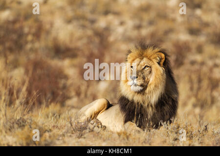 Schwarz-mähnenlöwen (Panthera leo vernayi), männlich, Ausruhen, Kalahari Wüste, Kgalagadi Transfrontier Park, Südafrika Stockfoto